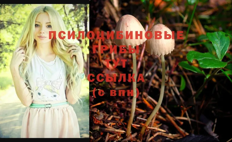 Псилоцибиновые грибы Cubensis Камышин